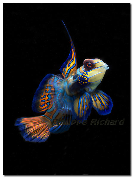synchiropus splendidus