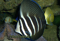 zebrasoma veliferum