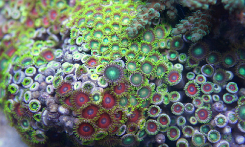 Zoanthus color