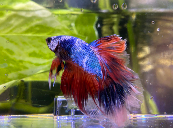 Betta Koï