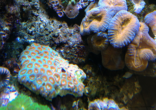LPS-coraux à gros polypes Australie