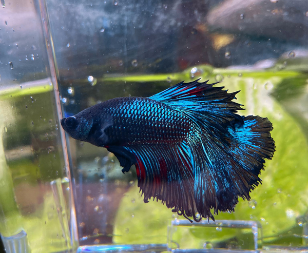 Betta splendens bleu