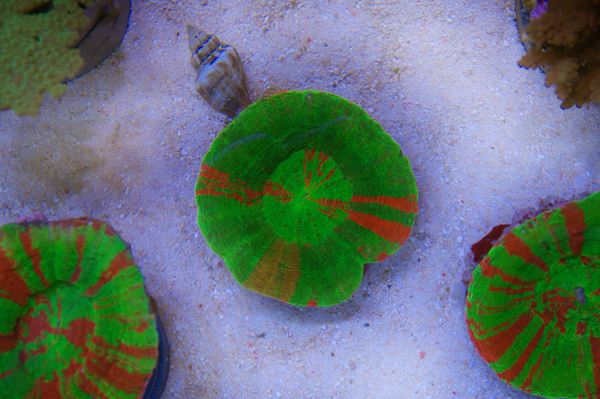 Scolymia