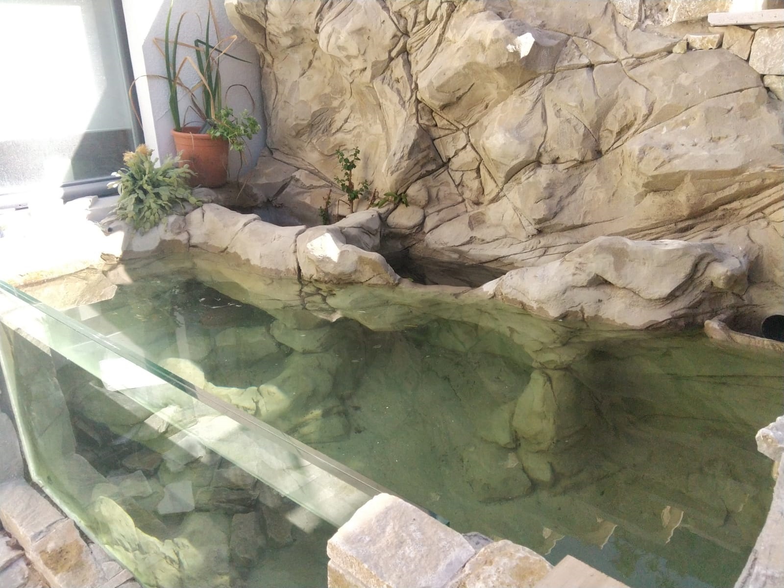 Bassin de jardin