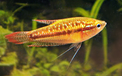 Trichopsis pumila abri sous roche