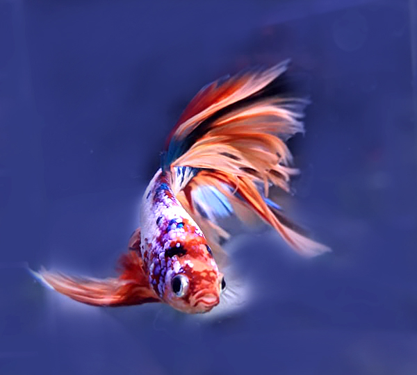 Betta nemo