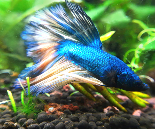 Betta bleu 