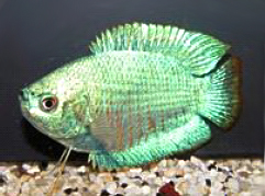 Colisa lalia cobalt