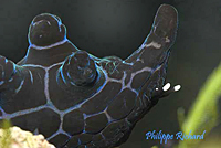 Coriocella Nigra