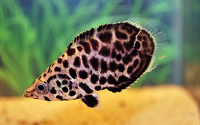 Ctenopoma acutirostre