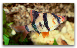 Barbus tetrazona