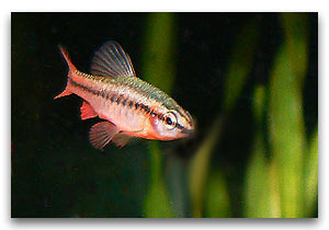 Barbus-titteya-male