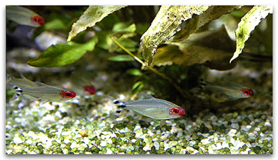 Hemigramnus bleheri