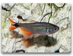 Hemigrammus caudovittatus male