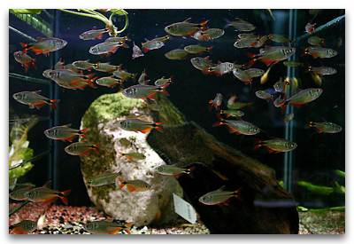 Hemigrammus caudovittatus