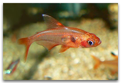 Megalamphodus sweglesi