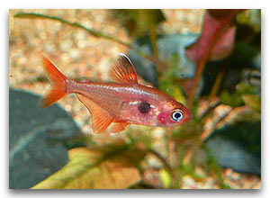 Megalamphodus sweglesi