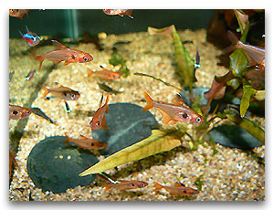 Tetra rose