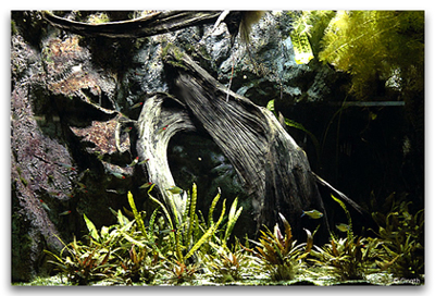 Biotope pour Characidés