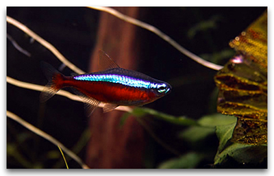 Cheirodon axelrodi