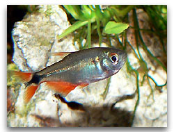Hemigrammus caudovittatus femelles