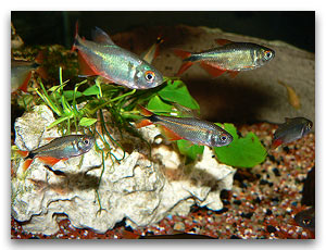 Hemigrammus caudovittatus au magasin