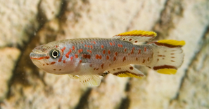APHYOSEMION GARDNERI