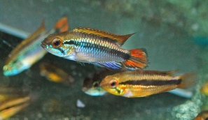 APISTOGRAMMA AGASSIZII DOUBLE RED