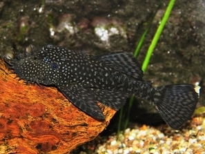 ANCISTRUS LEUCOSTICTUS