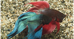 Betta-splendens