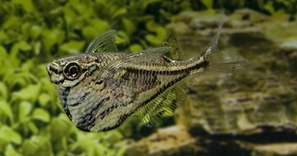 CARNEGIELLA STRIGATA STRIGATA