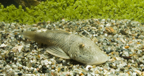 CHAETOSTOMA THOMASI