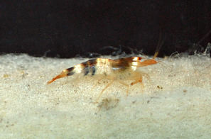 Caridina CF. cantonensis