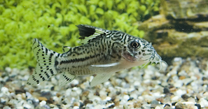  	CORYDORAS TRILINEATUS