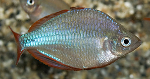 MELANOTAENIA PRAECOX