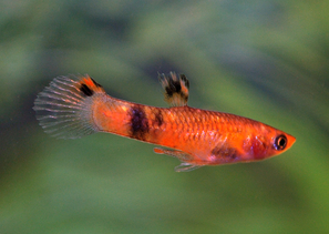 MICROPOECILIA PICTA RED