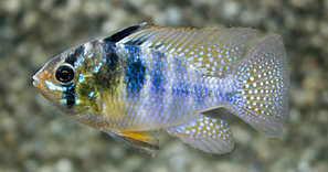 Microgeophagus ramirezi 