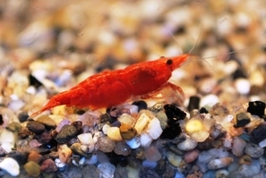  NEOCARIDINA HETEROPODA RED FIRE