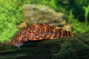 PECKOLTIA VITTATA