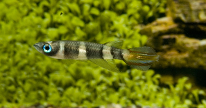 EPIPLATYS / PSEUDEPIPLATYS ANNULATUS