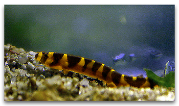 Acanthophthalmus Kuhli 