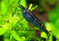 babaulti bleue