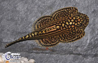 Sewellia lineolata