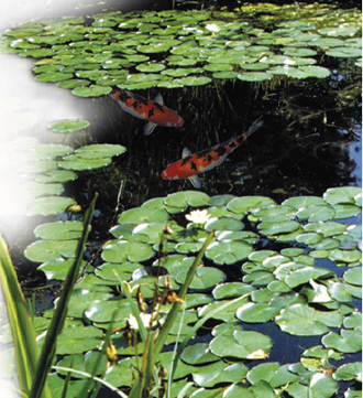 Bassin pour carpes koi