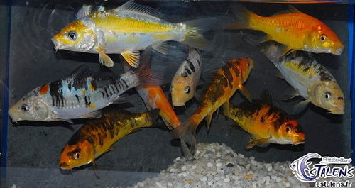 koi