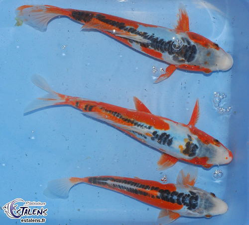 koi