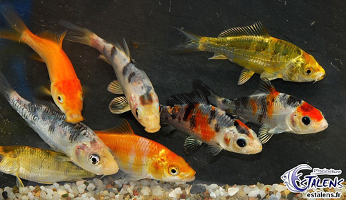 carpes koi