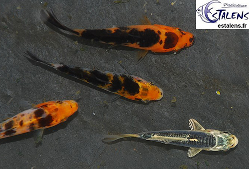 carpe koi