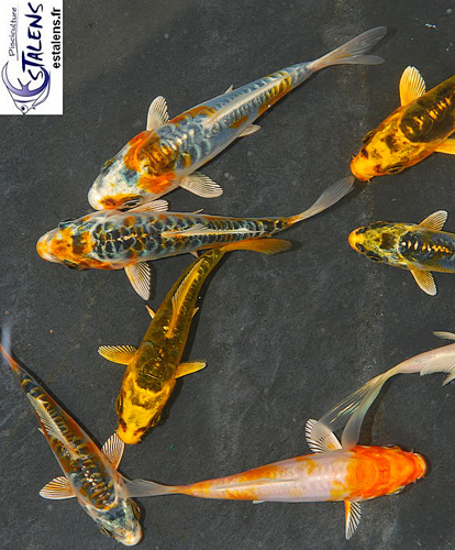 koi