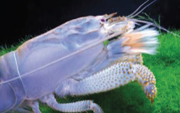 Atya gabonensis